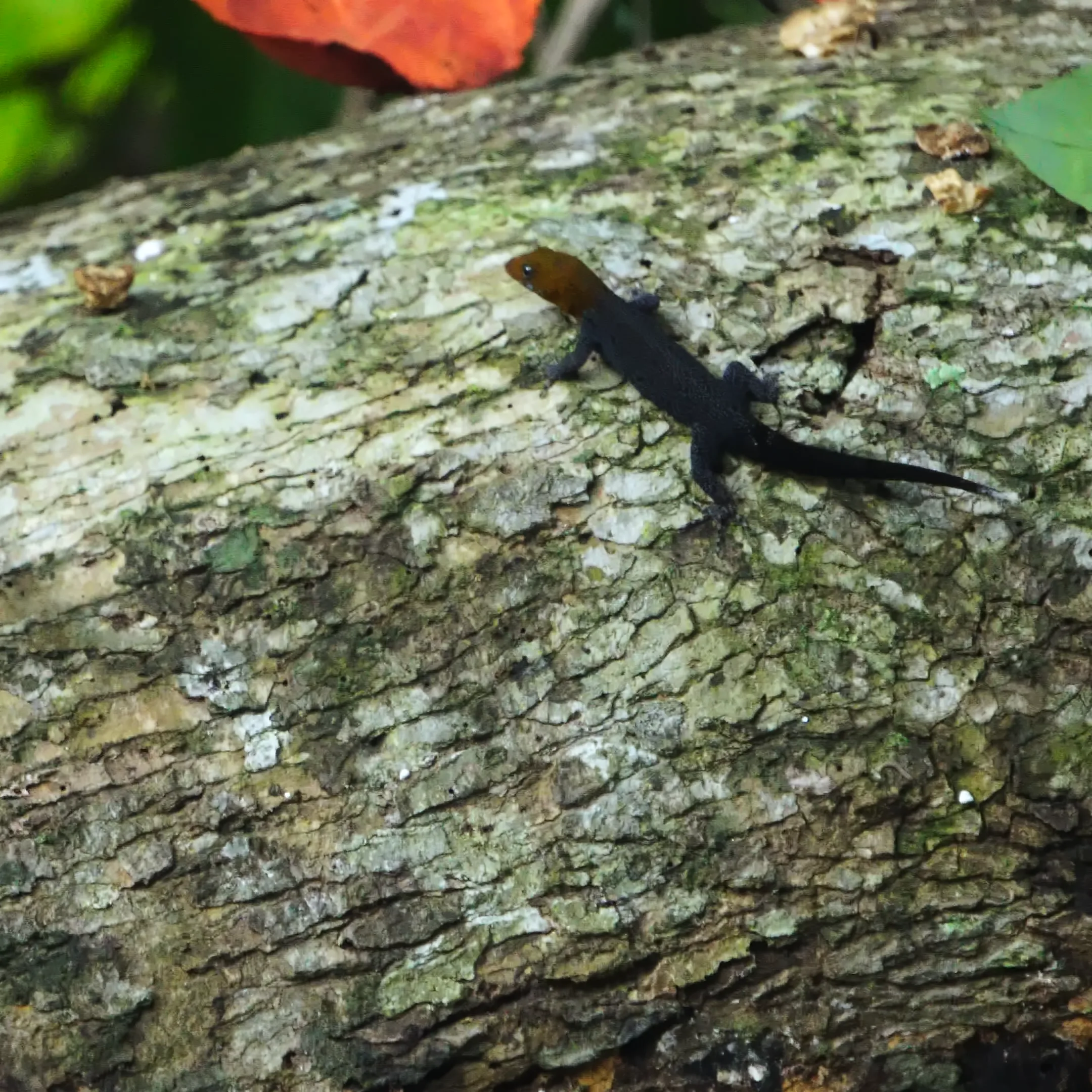 Naturaleza Capurganá 5