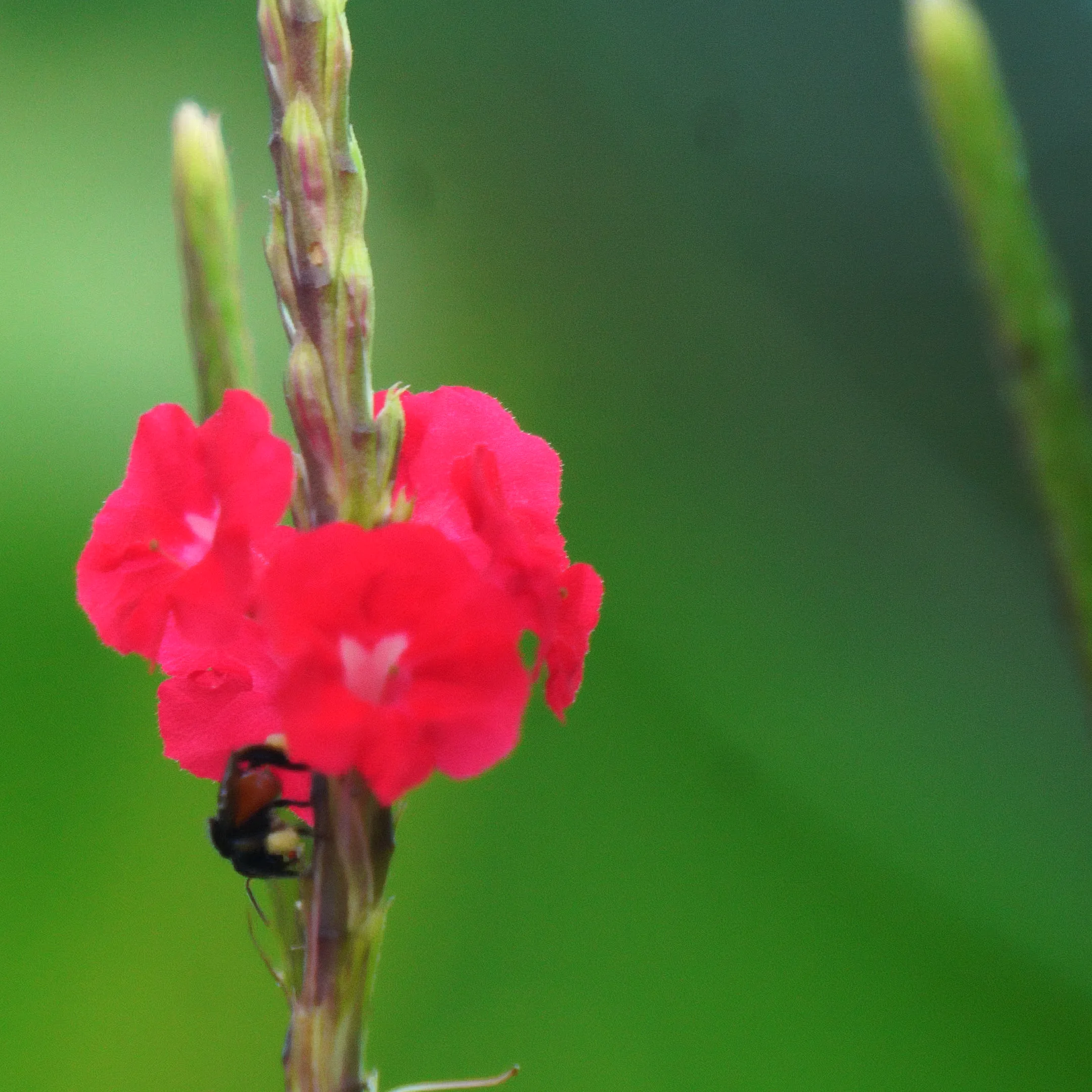 Naturaleza 31