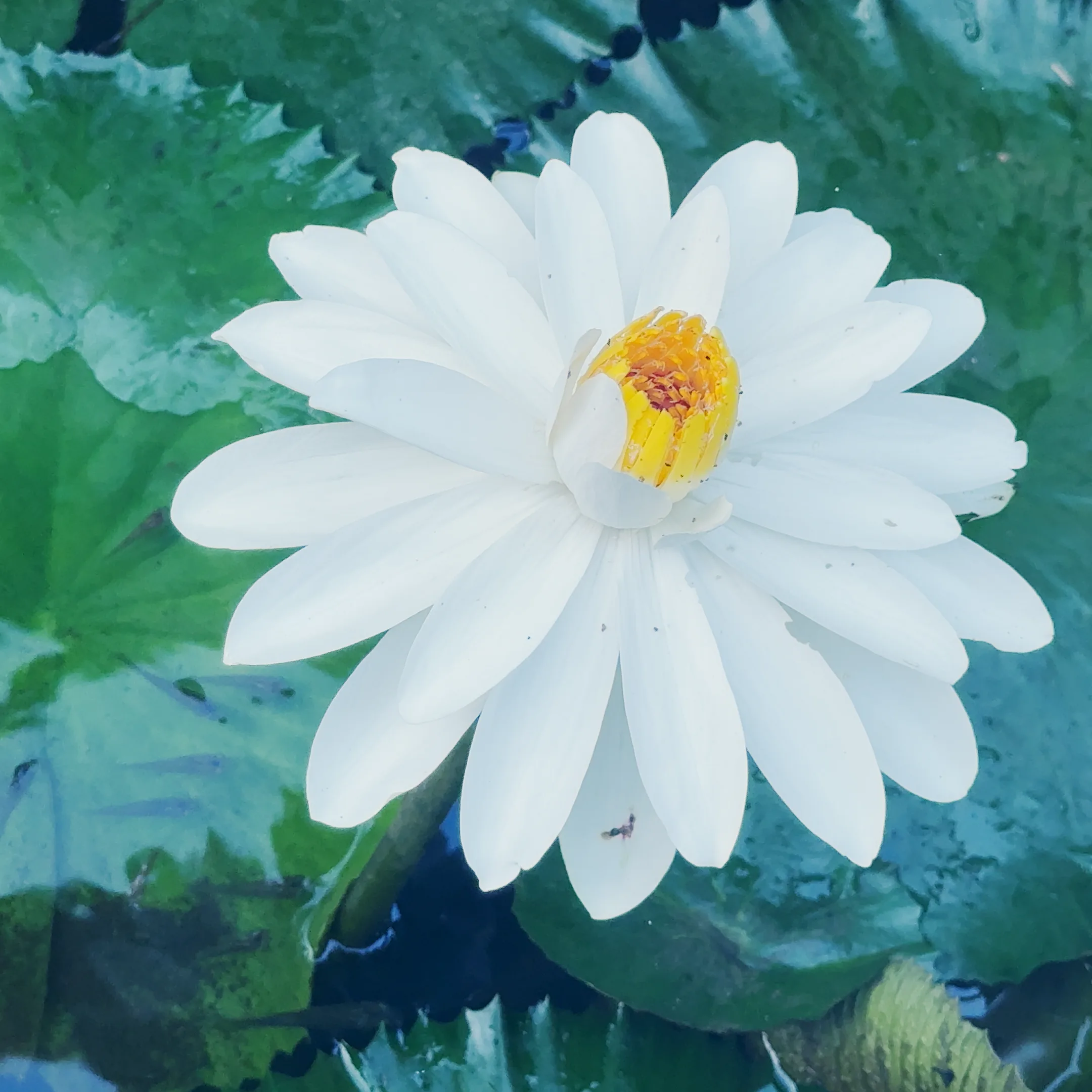Naturaleza 11