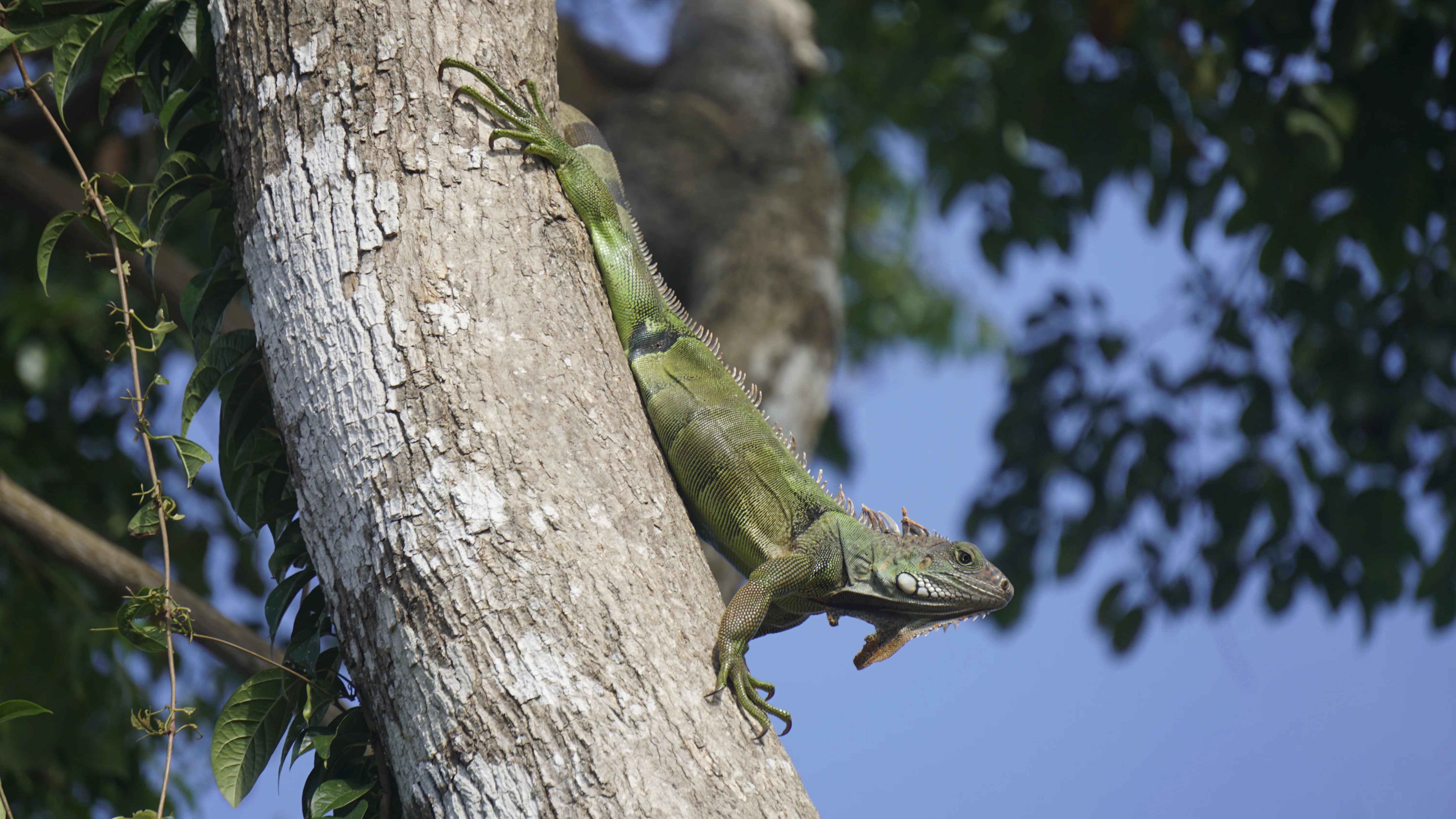 Naturaleza Capurganá 7