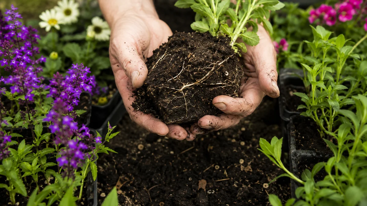 Close-up of hands holding garden soil and plant roots.