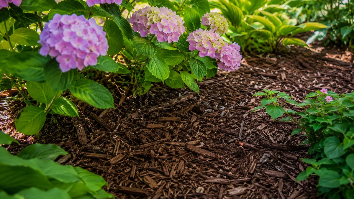 Mulch covering soil around plants with sunlight filtering through leaves