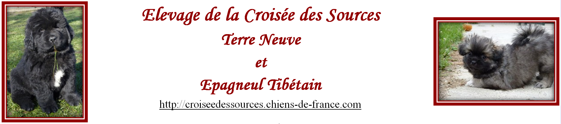 Terre-Neuve de La Croisée Des Sources élevage de chiens, de chats