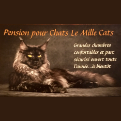 Chenil Pension Pour Chiens Et Chats Adresse Telephone Horaires Page 3 Fr