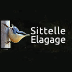 Sittelle Elagage