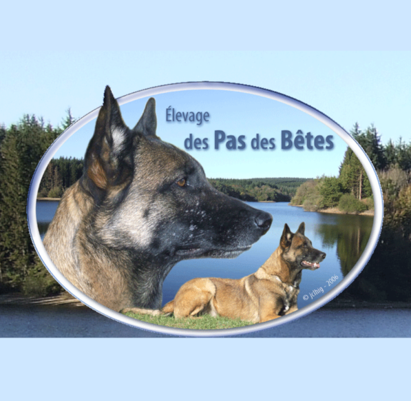 Elevage Des Pas Des Betes Lacourte Jerome service pour animaux