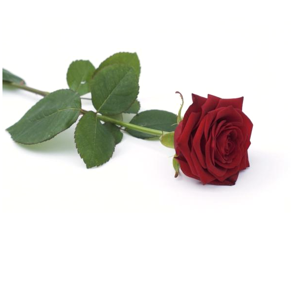 La Rose Rouge livraison de fleurs à domicile
