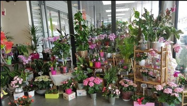 Tamango Fleurs fleuriste