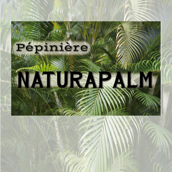 Naturapalm pépiniériste