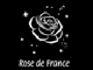 Rose de France