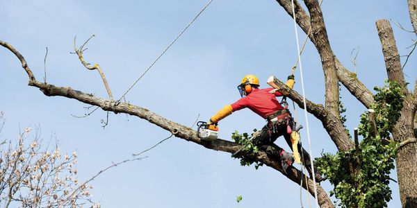 Landouer Elagage arboriculture et production de fruits