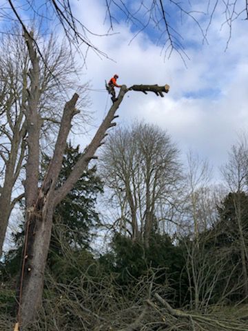 Entreprise nico elag / Elagage,Abattage d'arbres /Taille de haies/ paysagiste houdan yvelines 78/28