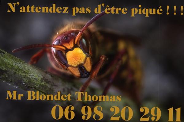 Blondet Thomas Expert Nuisibles désinfection, désinsectisation et dératisation