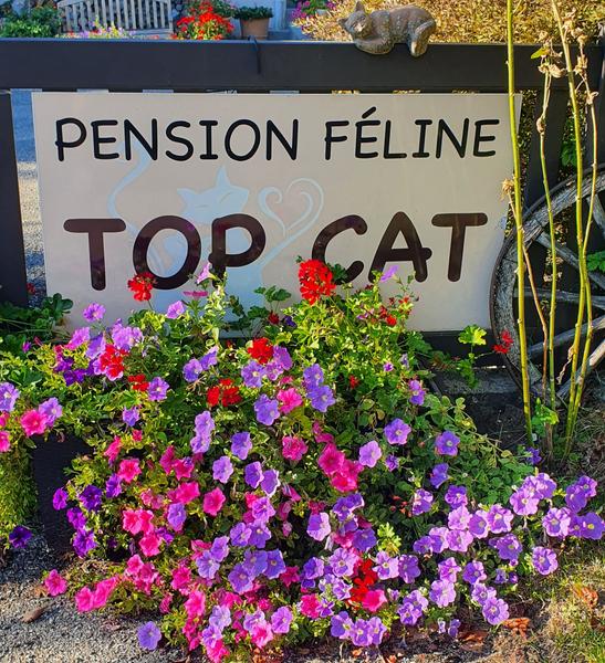 Pension Féline TOP CAT service pour animaux