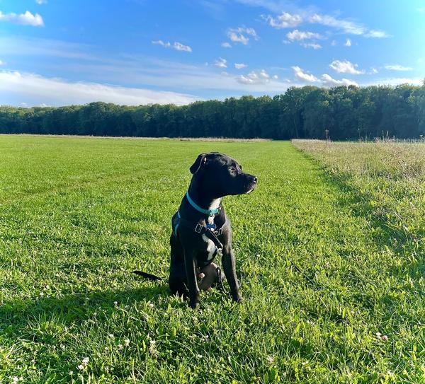 Communic' dog dressage animal