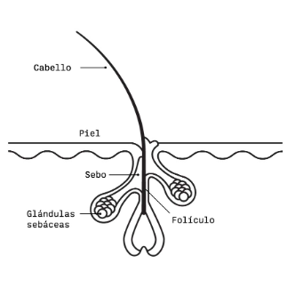 Foliculo