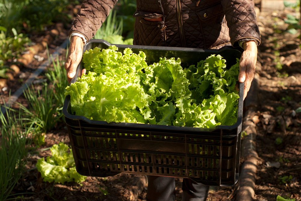 Qué son los productos agroecológicos y qué los distingue de los orgánicos YEMA