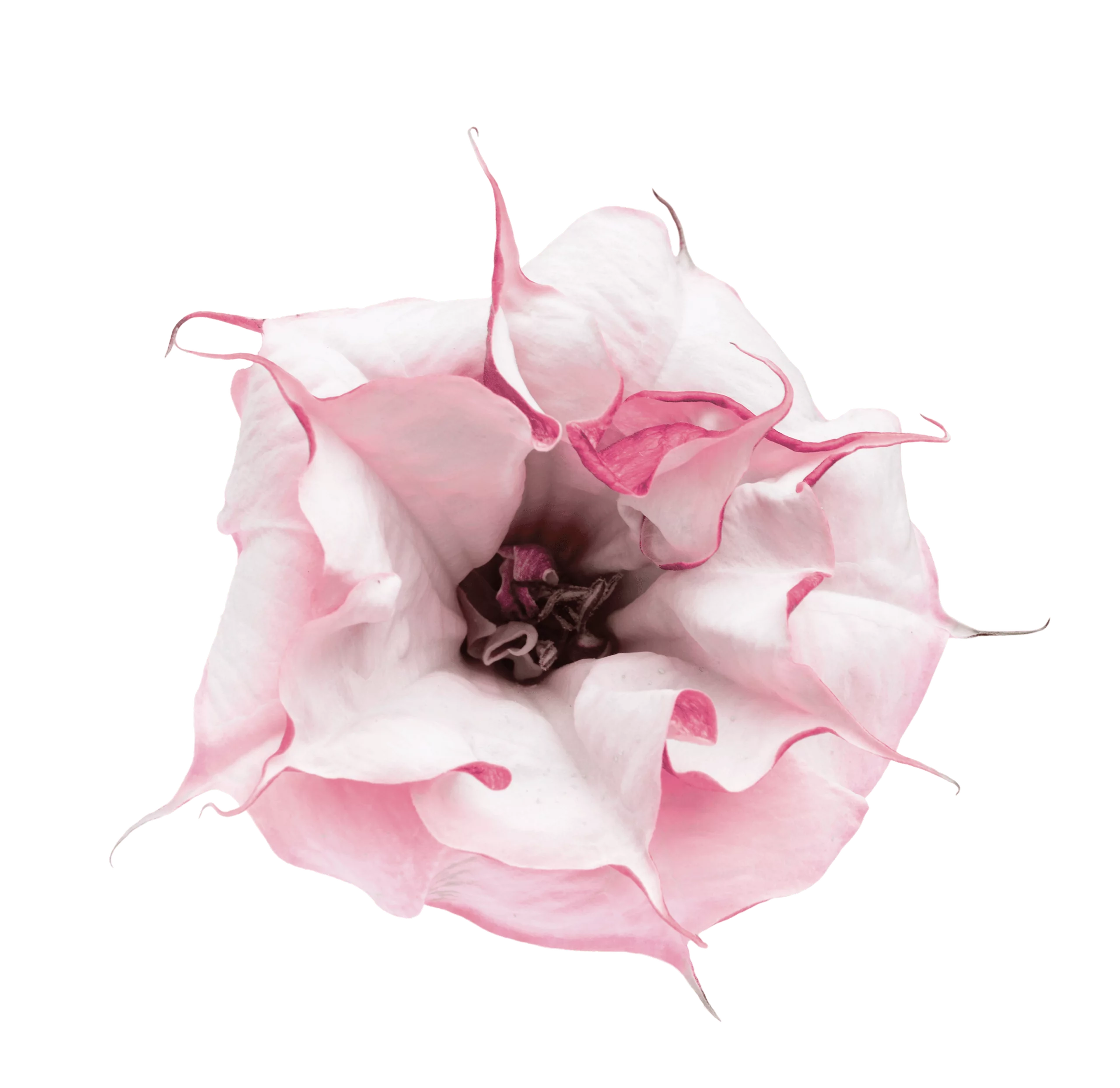 Antheia biosynthesis platform