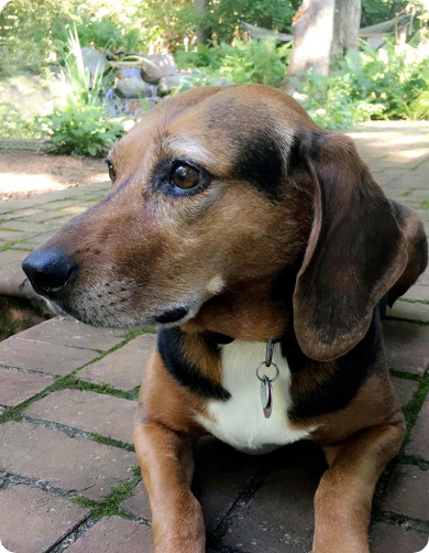 Ruby, the dog whose death inspired Halo Collar