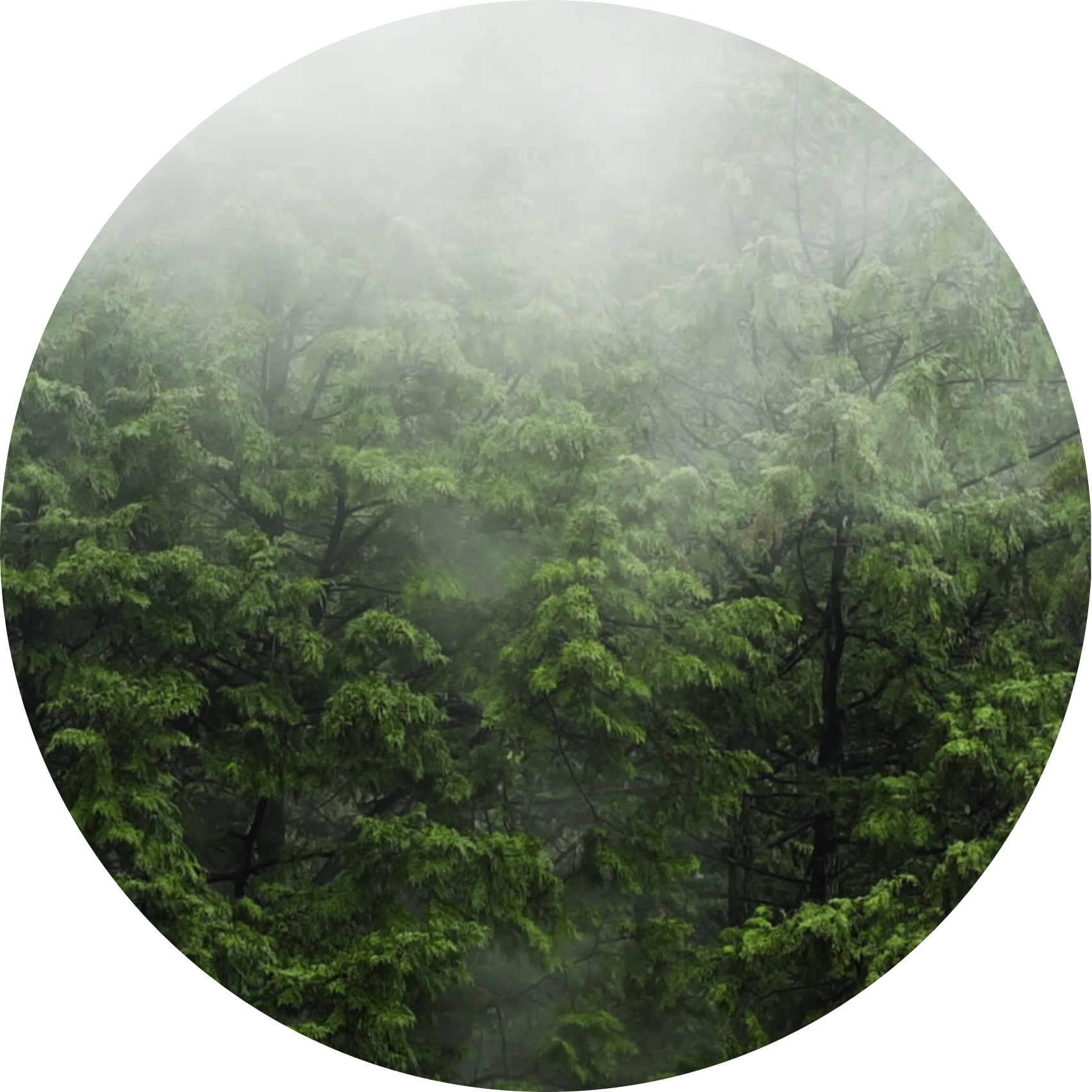 Osmo scent visualization - a glowing bubble of forest air, the kind of thing the company digitizes