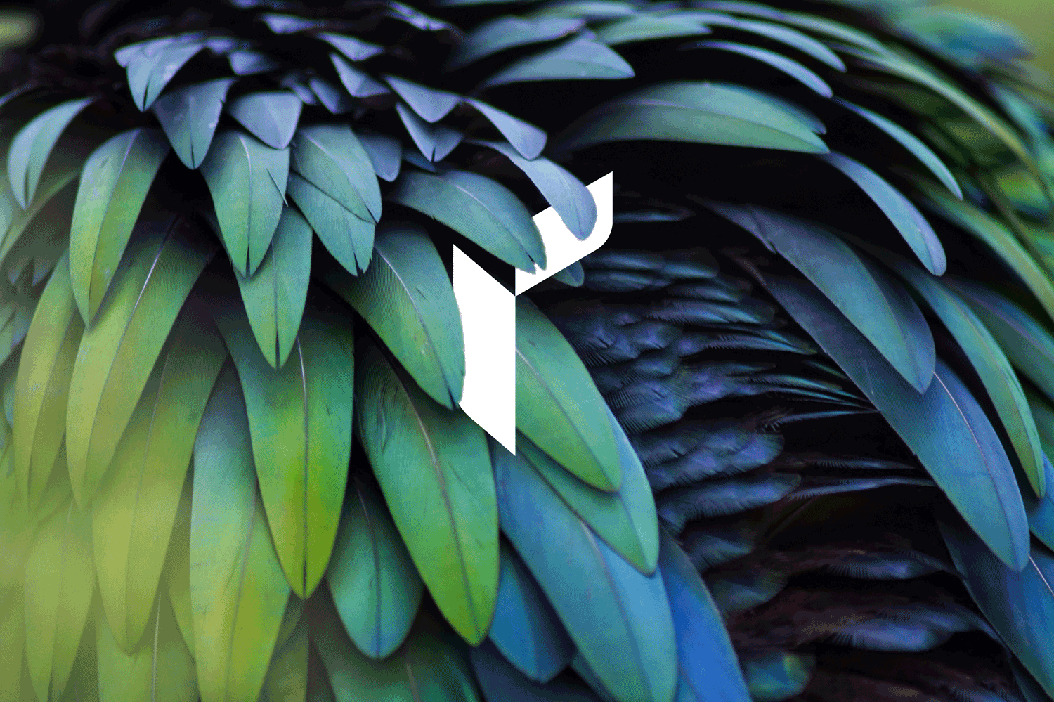 Revalue brand mark on iridescent feathers