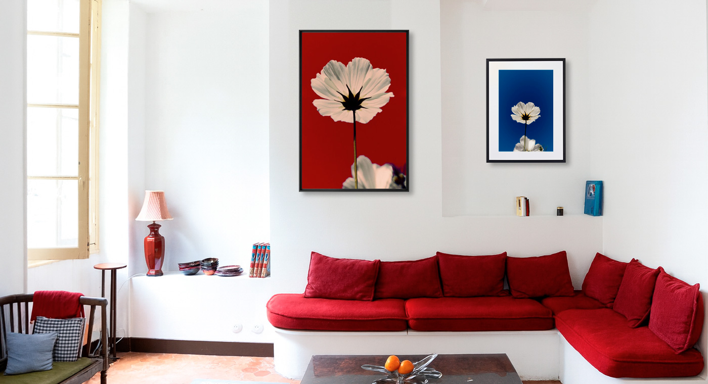 Fleurs De Pavot, Fleurs, MICHEL GANTNER · Photographies d'art