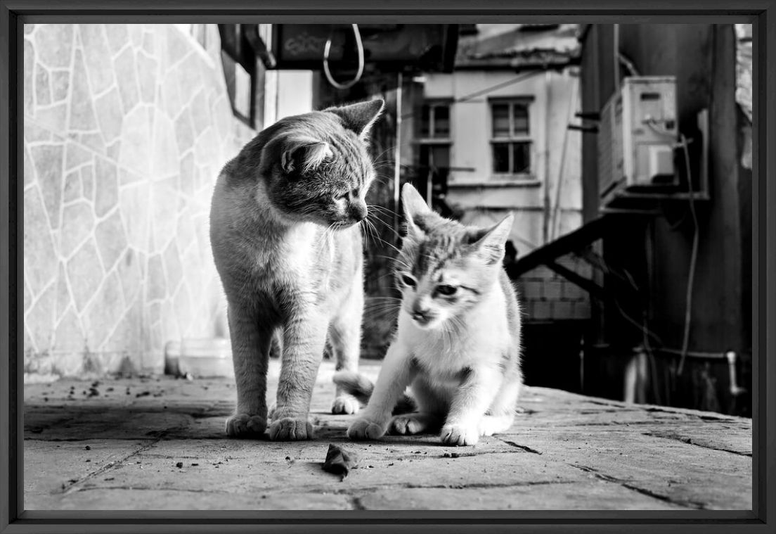 Photographie Istanbul cats - Alan Schaller - Tableau photo