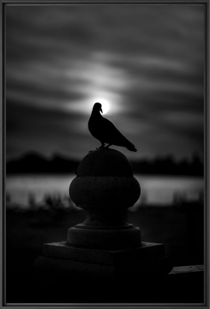 Photographie Pigeon halo - Alan Schaller - Tableau photo