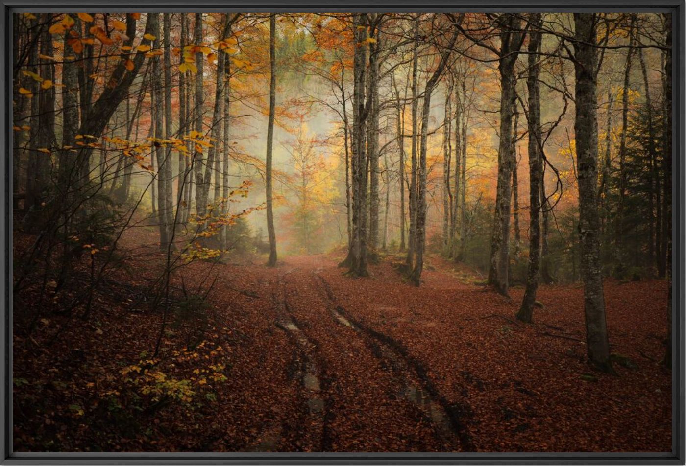 Photographie Au coeur de l'automne  - ALEXANDRE DESCHAUMES - Tableau photo