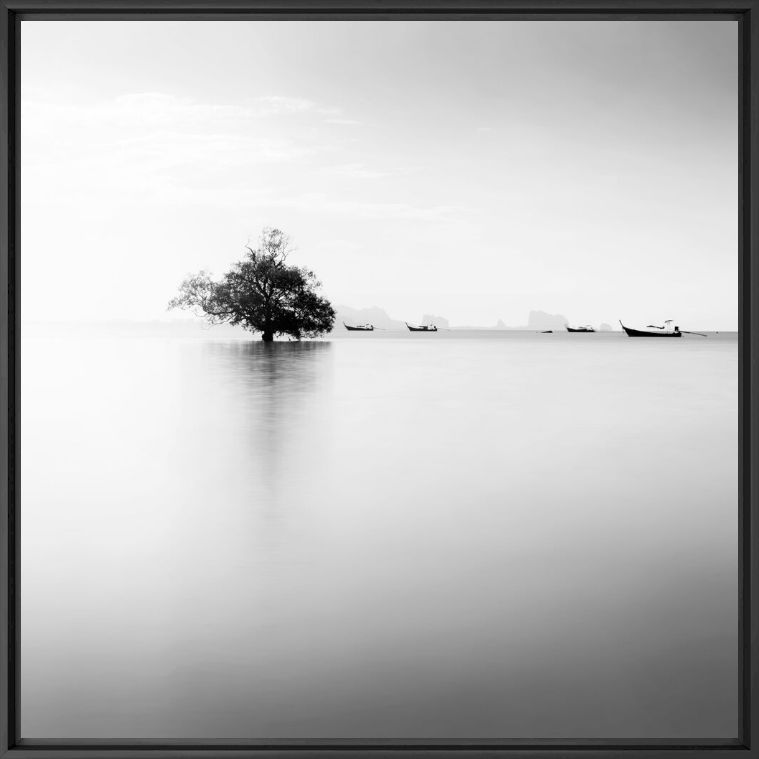 Fotografia Mangrove dawn 2 - ALMA  - Pittura di immagini