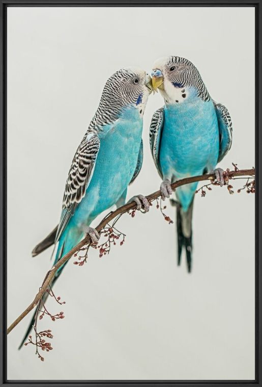 Fotografie A Love of Budgie - Andi Halil  - Bildermalerei