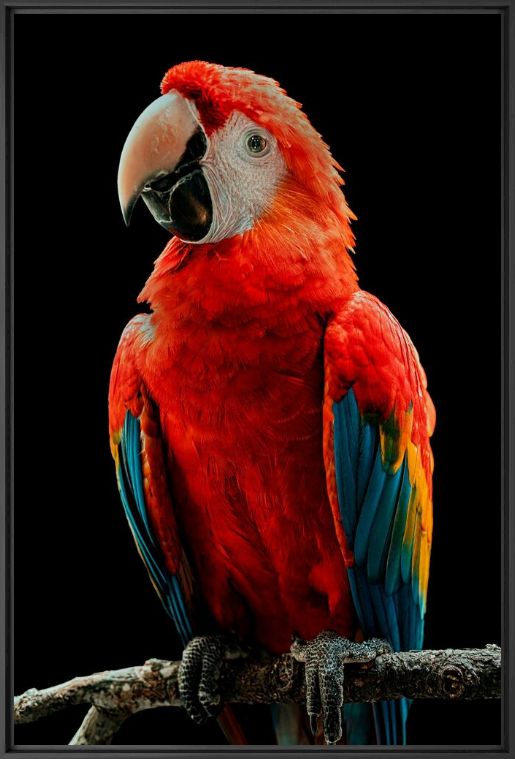 Kunstfoto Portrait of Scarlet Macaw - Andi Halil  - Foto schilderij