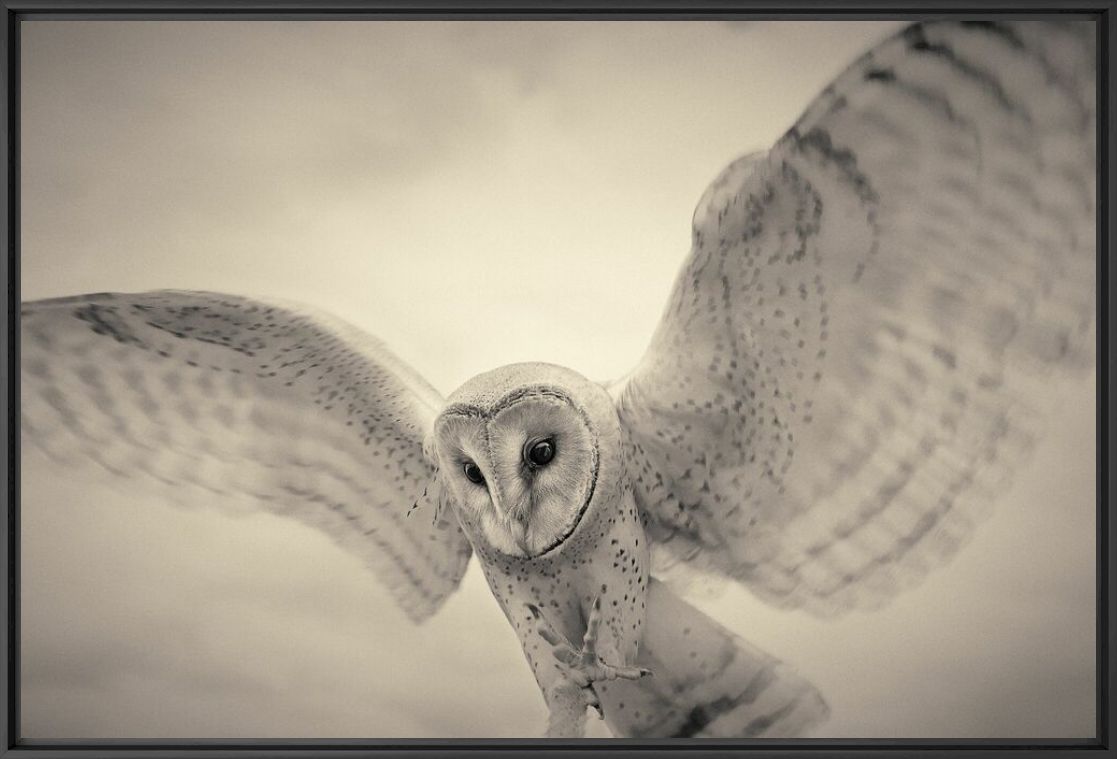 Photograph Barn owl - ANTTI VIITALA - Picture painting