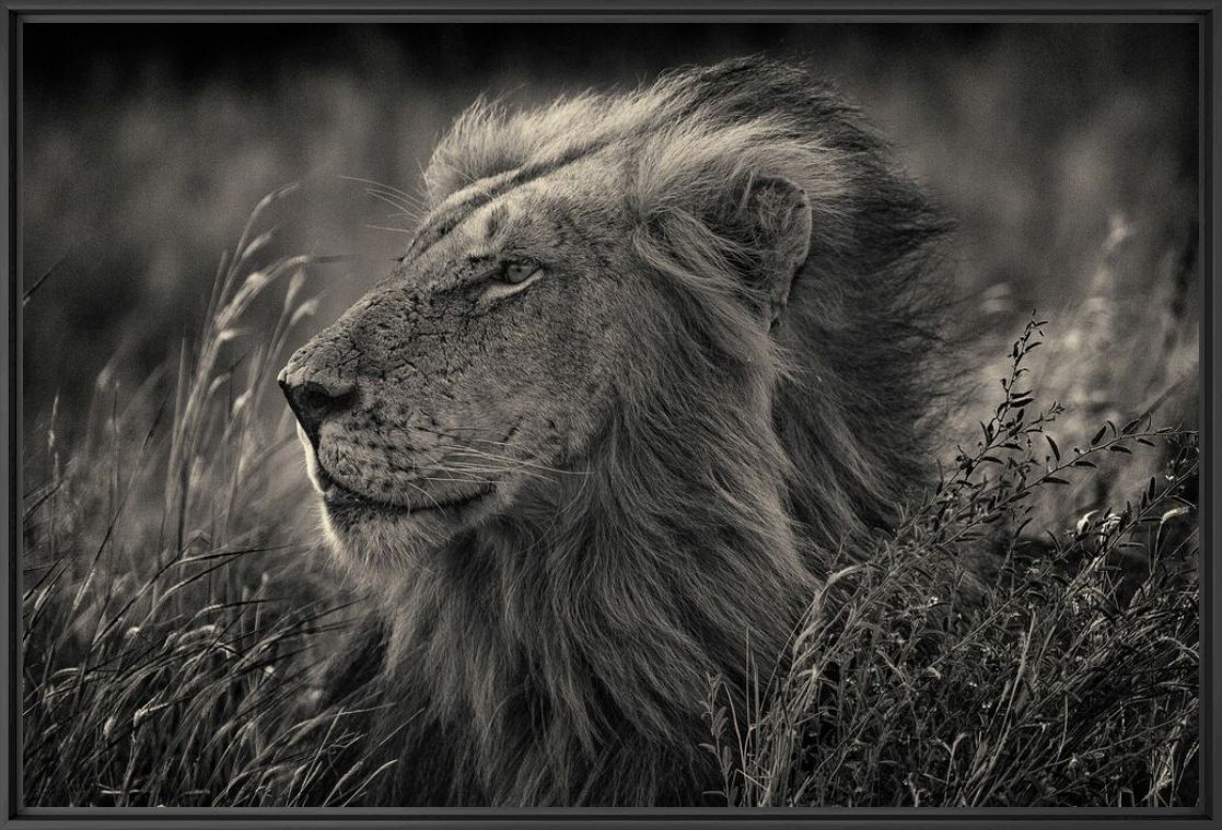 Photographie Kruger lion - ANTTI VIITALA - Tableau photo
