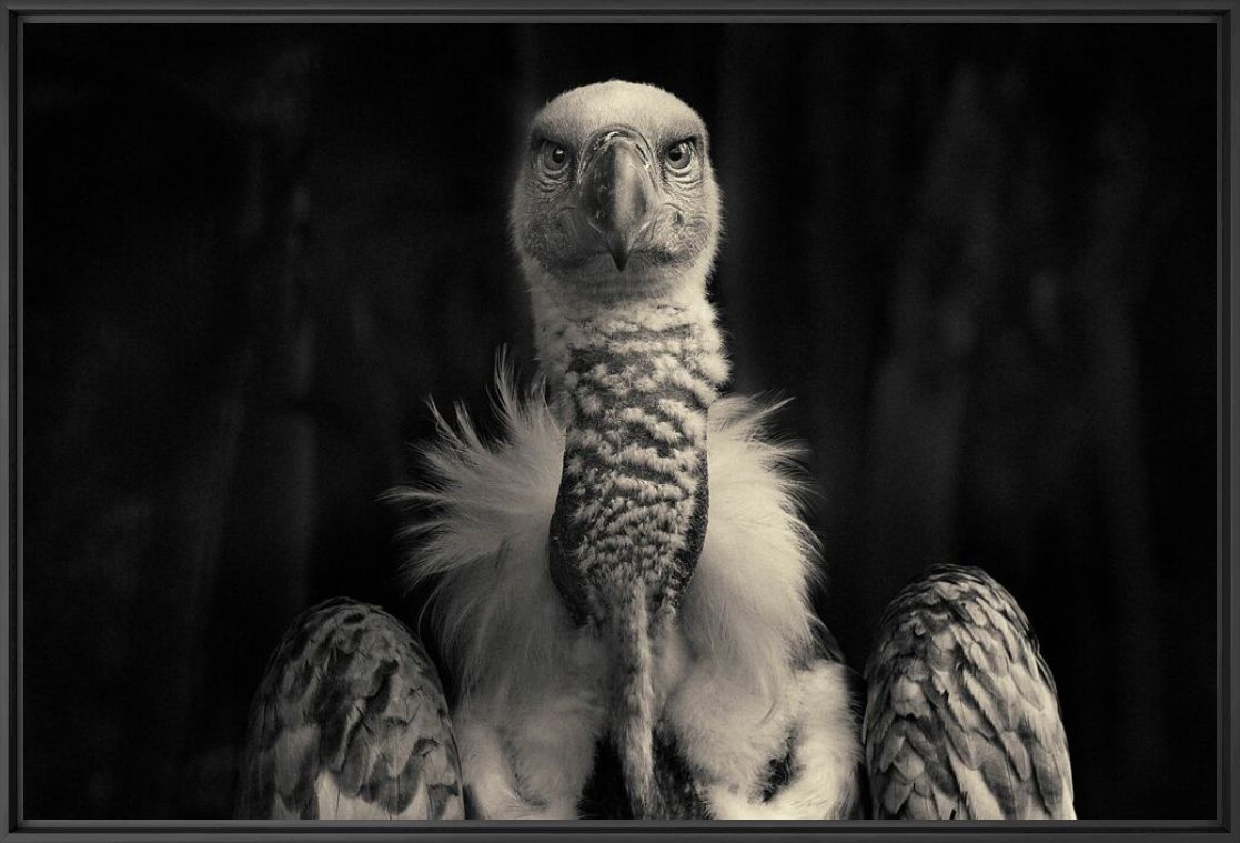 Fotografie Vulture - ANTTI VIITALA - Bildermalerei