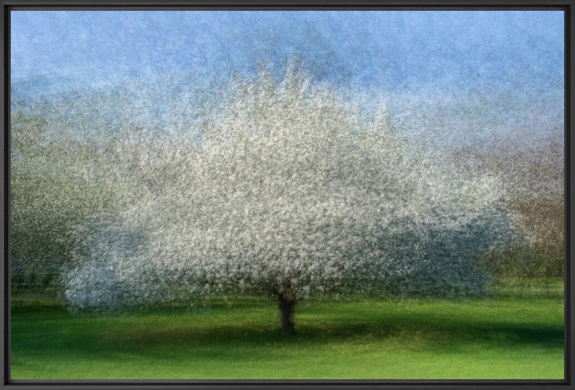 Photograph FLOWERING APPLE TREE - ARNE OSTLUND - Picture painting