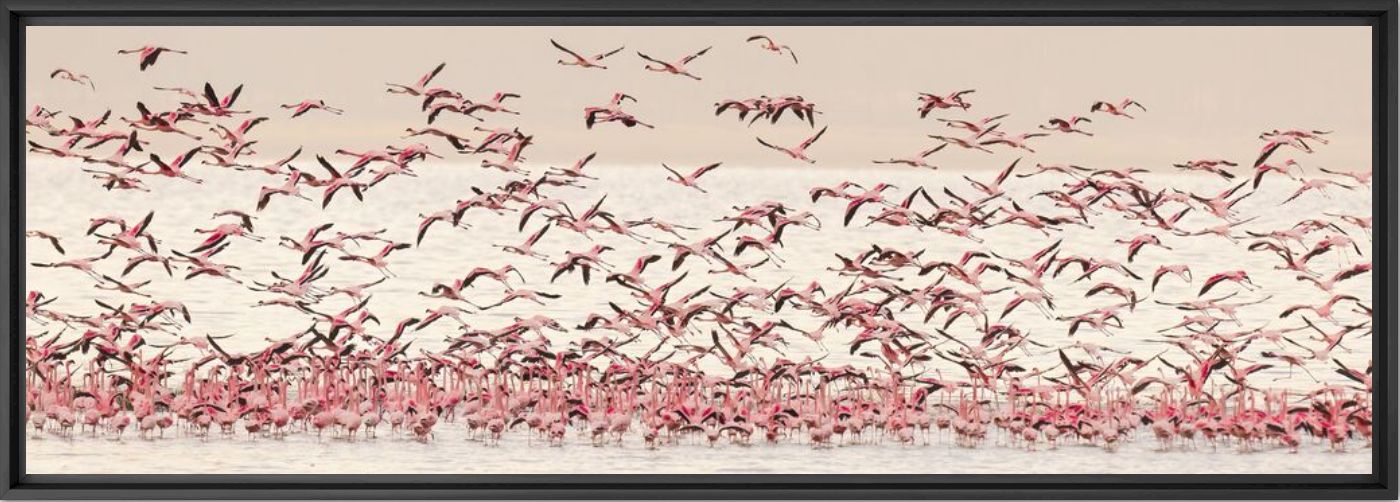 Photograph Flying pink - Benoit FERON - Picture painting