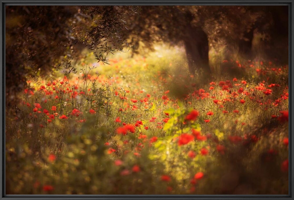 Photographie HOW GENTLE IS THE LIGHT 1 - BERNHARD HARTMANN - Tableau photo