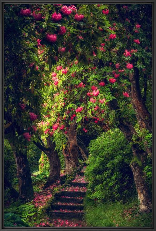 Photographie LE JARDIN MAGIQUE 1 - BERNHARD HARTMANN - Tableau photo