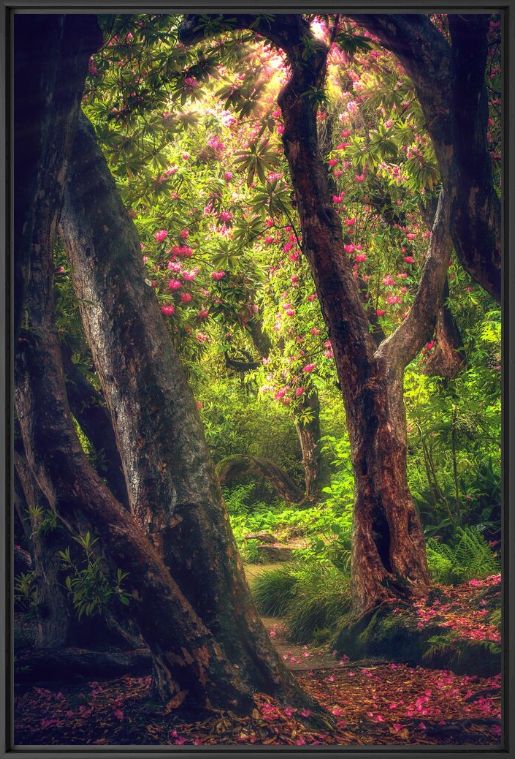 Fotografie LE JARDIN MAGIQUE 2 - BERNHARD HARTMANN - Bildermalerei