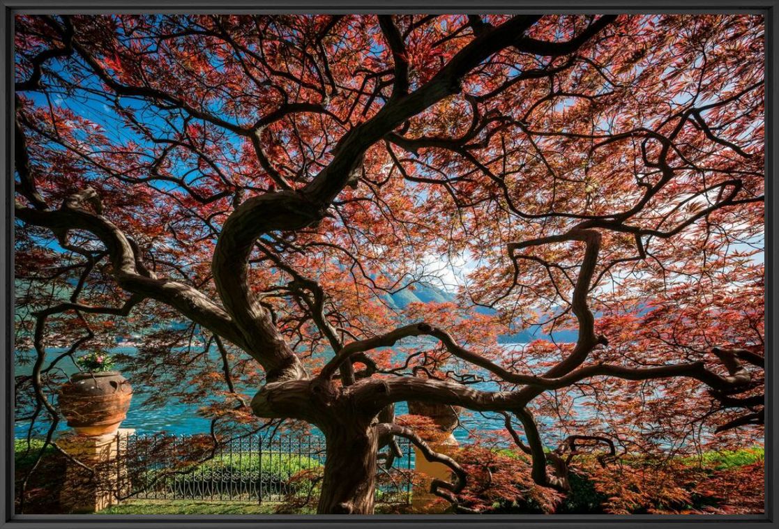 Fotografia LE JARDIN VILLA CASSINELLA - BERNHARD HARTMANN - Pittura di immagini