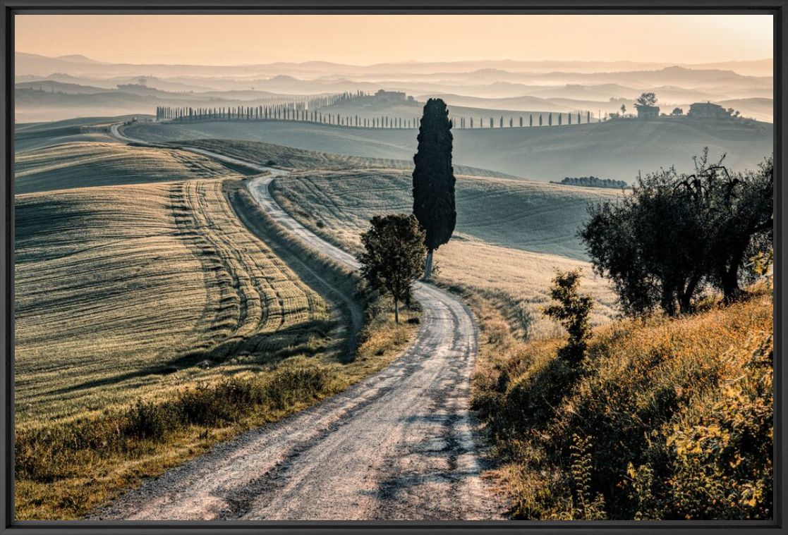 Fotografia The winding Cypress Road  - BERNHARD HARTMANN - Pittura di immagini