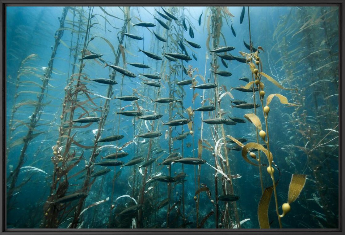 Fotografia KELP FOREST AND SARDINES - CHRISTIAN VIZL - Pittura di immagini