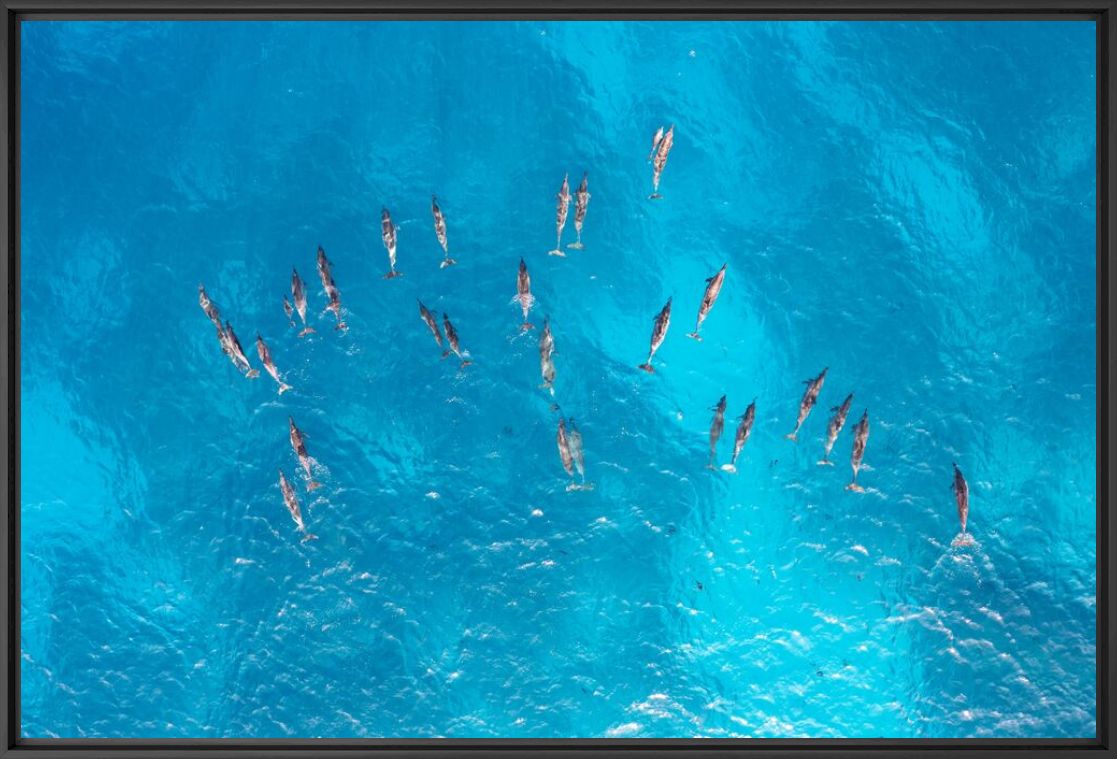 Fotografia Pod of dolphins - CHRISTOPHER JOHNSON - Pittura di immagini