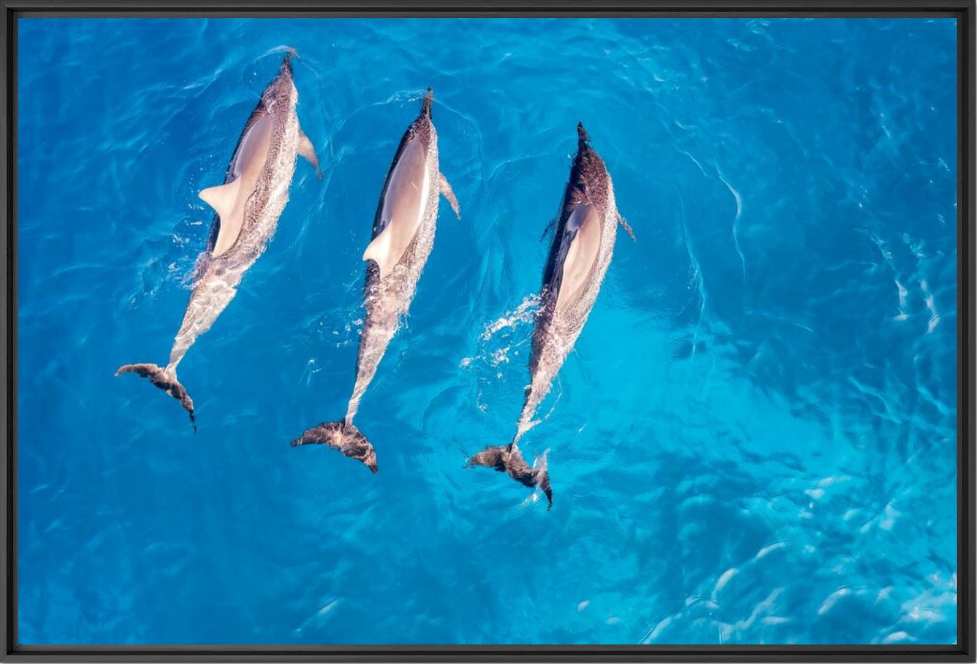 Kunstfoto Three dolphins - CHRISTOPHER JOHNSON - Foto schilderij