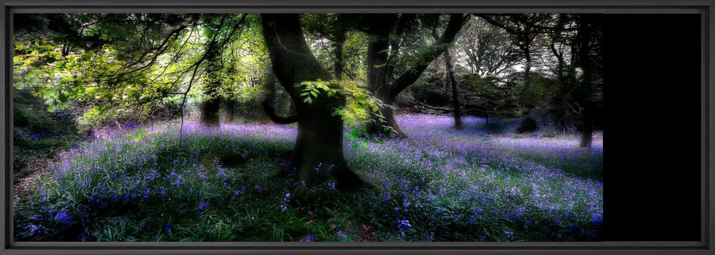 Kunstfoto Bluebell Wood -  DAVE - Foto schilderij