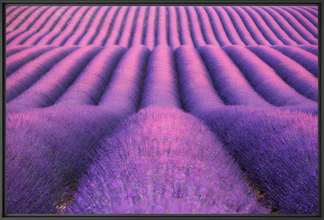 Fotografie Infinite Lavender - David Clapp - Bildermalerei