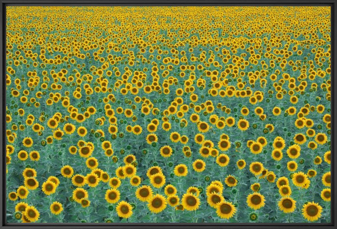 Kunstfoto Tournesol  - David Clapp - Foto schilderij