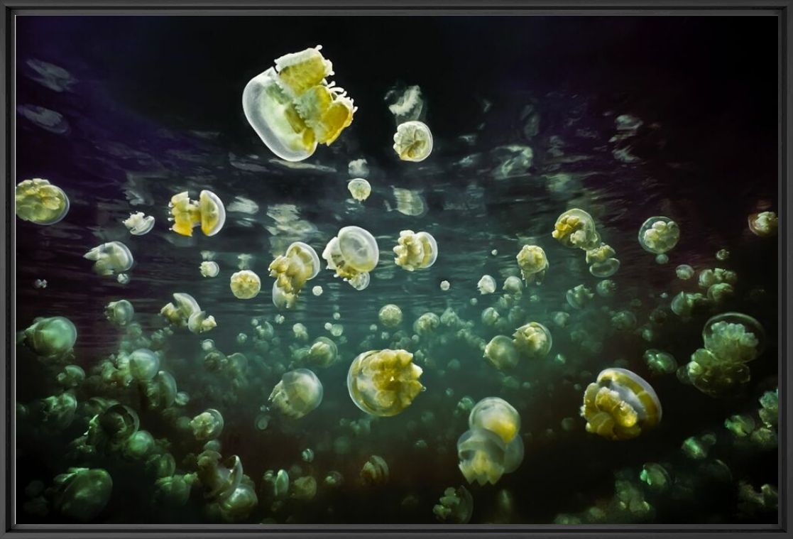 Photograph Jellyfish Lake, Palau - DAVID HALL - Picture painting