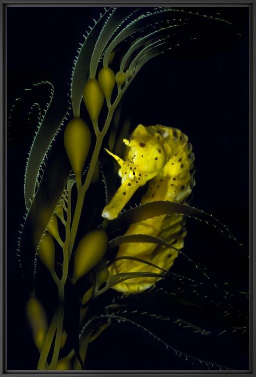 Fotografie Seahorse with Giant Kelp - DAVID HALL - Bildermalerei